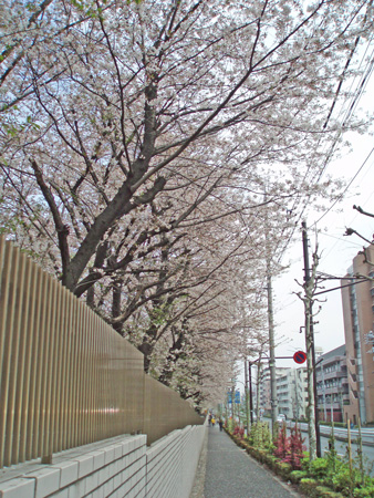 100411練馬-桜.jpg